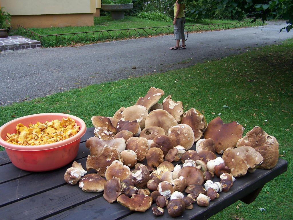 Sluníčko Nová Bystřice
